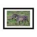 East Urban Home Burchell's Zebra Mare & Newborn Foal, Ngorongoro Conservation Area, Crater Highlands, Arusha Region | 24 W x 1 D in | Wayfair