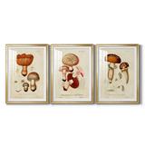 Wexford Home Mushroom Varieties I - 3 Piece Picture Frame Print Set Paper, Solid Wood in Gray | 37 H x 24.5 W x 2.5 D in | Wayfair PF010-S3606-3P