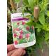 Beautifully Fragrant Rosy-Pink Jasmine Plant (Jasminum beesianum) 12 cm Dia Pot (Free UK Postage)