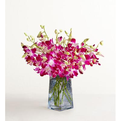 1-800-Flowers Flower Delivery Exotic Breeze Orchids 10 Stems W/ Blue Vase | Put A Smile On Their Face