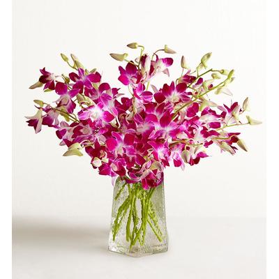 1-800-Flowers Flower Delivery Exotic Breeze Orchids 20 Stems W/ Clear Vase | Happiness Delivered To Their Door