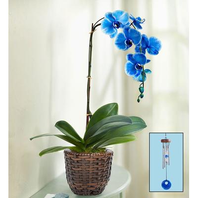 1-800-Flowers Flower Delivery Beautiful Blue Phalaenopsis Orchid Single Stems W/ Chime | Happiness Delivered To Their Door