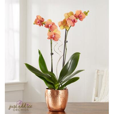 1-800-Flowers Plant Delivery Bonfire Warmth Orchid Small Plant | Happiness Delivered To Their Door