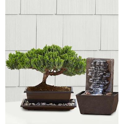 1-800-Flowers Plant Delivery Juniper Bonsai Small Plant W/ Fountain