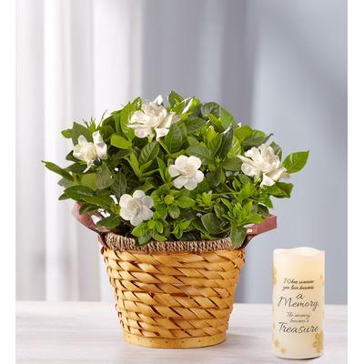 1-800-Flowers Everyday Gift Delivery Cherished Gardenia Medium W/ Led Candle | Happiness Delivered To Their Door
