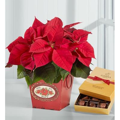 1-800-Flowers Plant Delivery Holiday Traditions Poinsettia Large Plant W/ Chocolate