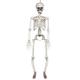 Boland 73042 - Hängendes Skelett, Größe 90 cm, bewegliche Arme und Beine, Dekoration, Hängedekoration, Aufhänger, Halloween, Karneval, Mottoparty