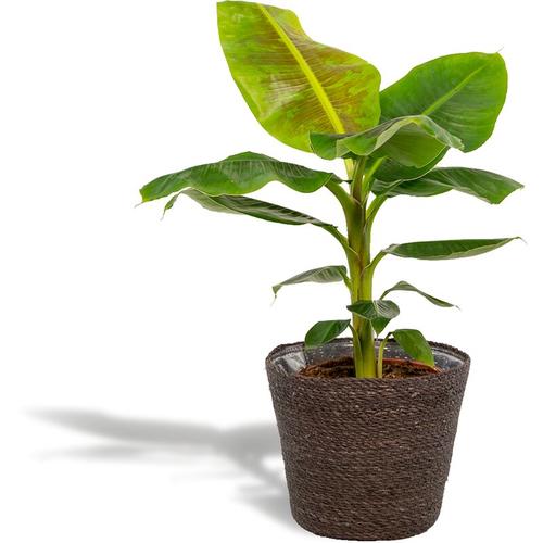 Musa Dwarf Cavendish Mit Topf - Bananenpflanze - 90cm hoch , 21Ø - Zimmerpflanze - Green - Hello