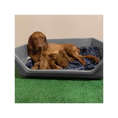 Shirley K's Whelping Dog Box, Gray