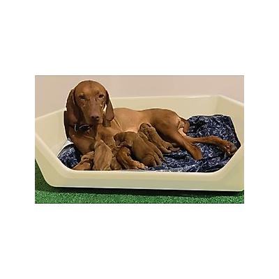 Shirley K's Whelping Dog Box, Beige