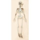 The Holiday Aisle® Jointed Skeleton Plastic | 38 H x 10 W x 3 D in | Wayfair 749FFB81DA8448E8ACE7DA4CCF7C7160