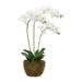 Orchid Root Ball Arrangement (Set of 2) - 16.5 x 11 x 29.5