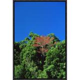 East Urban Home 'Flowering Rainforest Trees, Yapen Island, Irian Jaya, Indonesia ' Framed Photographic Print on Canvas in Blue/Green/Red | Wayfair