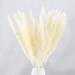 30Pcs Natural Dried Pampas Grass Small Pampas Grass Artificial Reed Grass Plume Wedding White Flower Bunch for Home Kitchen Garden Party Photographing Arrangement Vase Decor