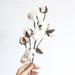 21 Inch Cotton Stems with 10 Cotton Balls Per Stem 1 Pack Cotton Branches Farmhouse Decor Fall Decorations for Rustic Home Office Hotel Wedding Centerpieces