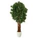 Nearly Natural 6 Lychee Artificial Tree in White Planter