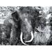Elephant Look Two Poster Print by Mlli Villa (36 x 24)
