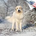 2023 2024 Great Pyrenees Calendar - Dog Breed Monthly Wall Calendar - 12 x 24 Open - Thick No-Bleed Paper - Giftable - Academic Teacher s Planner Calendar Organizing & Planning - Made in USA