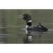Canada BC Kamloops Common loon with chick by Arthur Morris (24 x 15)