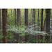 Panoramic Images Dogwood Trees in A Forest Little River Tremont Great Smoky Mountains National Park Tennessee USA Poster Print - 18 x 24