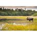 Posterazzi Bull Moose in Velvet Wades in Marshy Wetlands Kincaid Park Anchorage Alaska Summer Poster Print by Michael Jones - 38 x 24 - Large