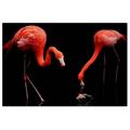Awkward Styles Cute Room Decorations Beautiful Flamingo Picture Girls Room Decor Black Room Wall Art Flamingo Room Wall Decor Flamingo Poster Decor Ideas Unframed Art Picture Home Decor Ideas