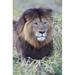 Close-up of a Black maned lion Ngorongoro Crater Ngorongoro Conservation Area Tanzania Poster Print by - 16 x 24