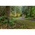 USA Washington State Olympic National Park Road through forest Credit as: Don Paulson / Jaynes Gallery Poster Print by Jaynes Gallery (36 x 24) # US48BJY1260