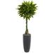 Nearly Natural 6 Money Artificial Tree in Gray Cylinder Planter (Real Touch)