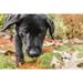 Bellevue WA. Portrait of a three month old black Labrador Retriever puppy on an Autumn day. Poster Print by Janet Horton (18 x 24)