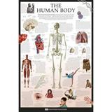 Human Body - Dorling Kindersley Eyewitness Wallcharts Poster (24 x 36)