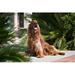 Posterazzi An Irish Setter Dog Surrounded by Cycads Poster Print - 24 x 16 in.