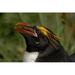 South Georgia Island Cooper Bay Macaroni penguin Poster Print by Jaynes Gallery (17 x 11)