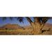 Panoramic Images PPI125599L Camelthorn tree - Acacia erioloba with mountains in the background Brandberg Mountains Damaraland Namib Desert Namibia Poster Print by Panoramic Images - 36 x 12