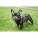 Redmond WA. Portrait of a French Bulldog also known as the Frenchie. Poster Print by Janet Horton