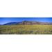 Panoramic view of Desert Lillies and Desert gold yellow flowers in spring fields of Death Valley National Park California Poster Print (36 x 12)