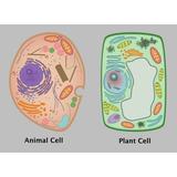 Animal Cell and Plant Cell Poster Print by Gwen Shockey/Science Source (36 x 24)