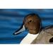 British Columbia Westham Island Pintail Duck Poster Print by Rick A Brown (29 x 19)