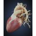 Three dimensional view of human heart Poster Print (25 x 32)