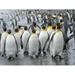 King Penguin rookery on Salisbury Plain in the Bay of Isles. South Georgia Island Poster Print by Martin Zwick (24 x 36)