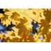 Vine Maples Leaves in Autumn Poster Print by Natural Selection Craig Tuttle 36 x 24 - Large