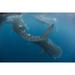 Four whale sharks swimming around near the surface under fishing nets Cenderawasih Bay West Papua Indonesia Poster Print (17 x 11)