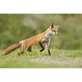 Red Fox Vulpes Vulpes Walking on Grass - Montreal Quebec Canada Poster Print - 38 x 24 in. - Large