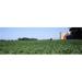 Soybean field with a barn in the background Kent County Michigan USA Poster Print by - 36 x 12