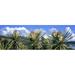 Close-up of Yucca plants in bloom Torrey Pines State Natural Reserve San Diego San Diego County California USA Poster Print (36 x 12)