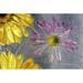 Posterazzi Flower Blossoms Under Ice Poster Print by Natural Selection Craig Tuttle - 36 x 24 - Large