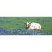 Texas Longhorn Cow Sitting On A Field Hill County Texas USA Poster Print (18 x 7)