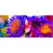 Bright Neon Flowers Poster Print by Ross Germaniuk 42 x 18 - Large