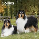 Collies | 2023 12x24 (Hanging) Monthly Square Wall Calendar | BrownTrout