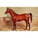 The Horse 1906 Cleveland Bay Speciality Poster Print by Henry Powell Palfrey (24 x 36)